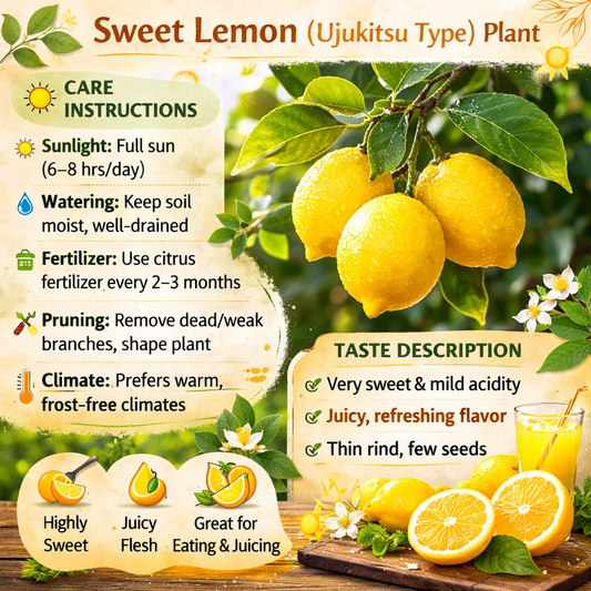 Sweet Lemon (Ujukitsu type) Plant Live Nimbu Tree Kagzi Lemon Citrus Limon Fruit Plant