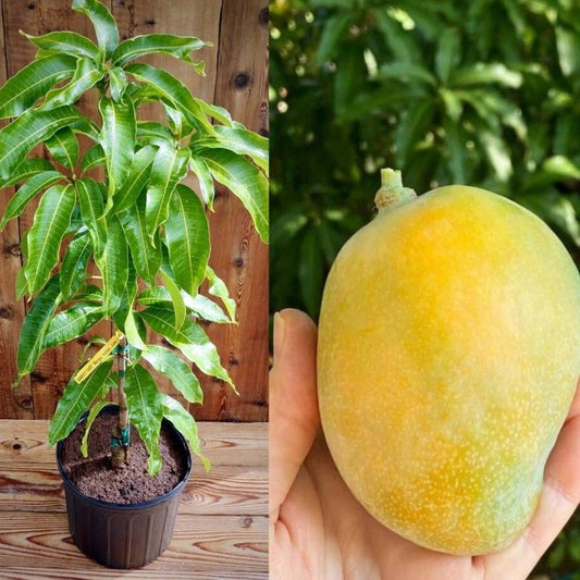Sweet Tart Mango Aam Grafted Healthy Fruit Plant