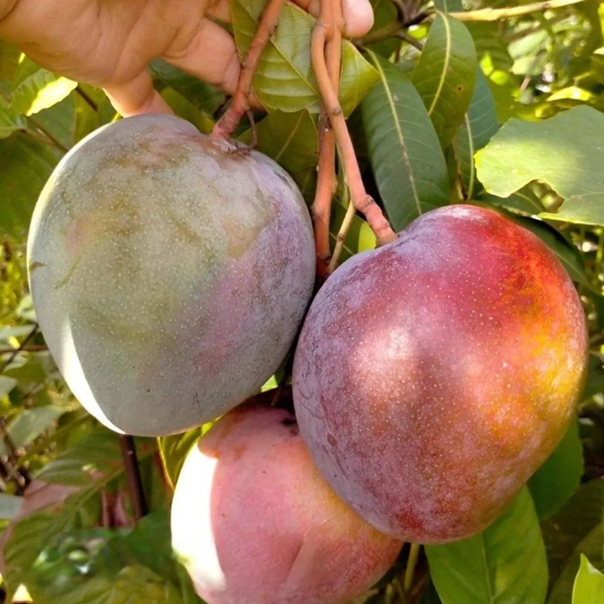 Apple Mango Grafted Hybrid Plant