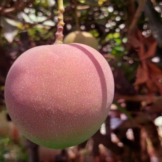 Apple Mango Grafted Hybrid Plant