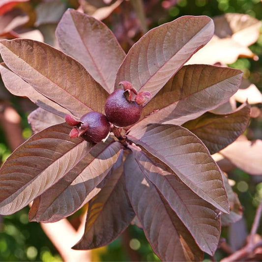 Tabasco Roja Guava Air Layered Healthy Fruit Plant