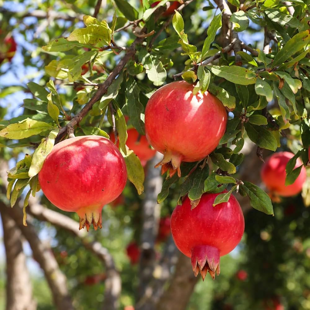 Taishanhong Pomegranate Grafted Fruit Plant – High Yielding Sweet Juicy Anar Tree Variety