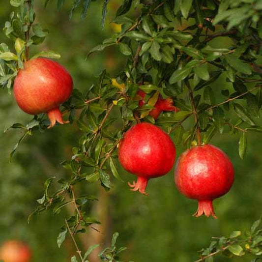 Taishanhong Pomegranate Grafted Fruit Plant – High Yielding Sweet Juicy Anar Tree Variety