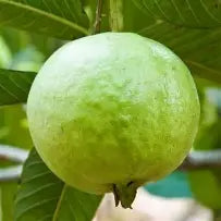 Taiwan Giant Guava Air Layered Healthy Fruit Plant