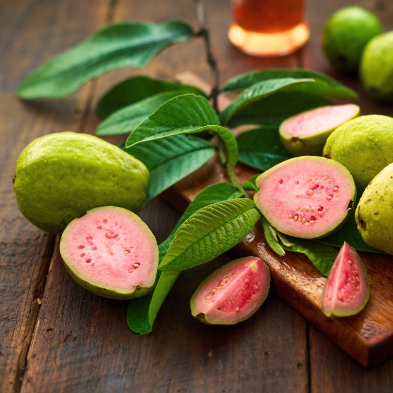 Tapti Pink Guava Air Layered Healthy Fruit Plant