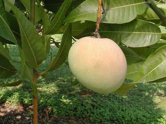 Tebow (Young) Mango Aam Grafted Healthy Fruit Plant