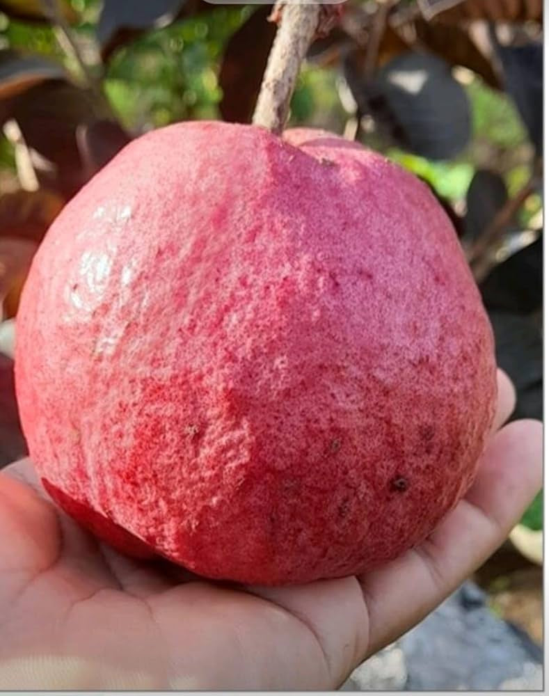 Thai Crystal Red Guava Air Layered Healthy Fruit Plant