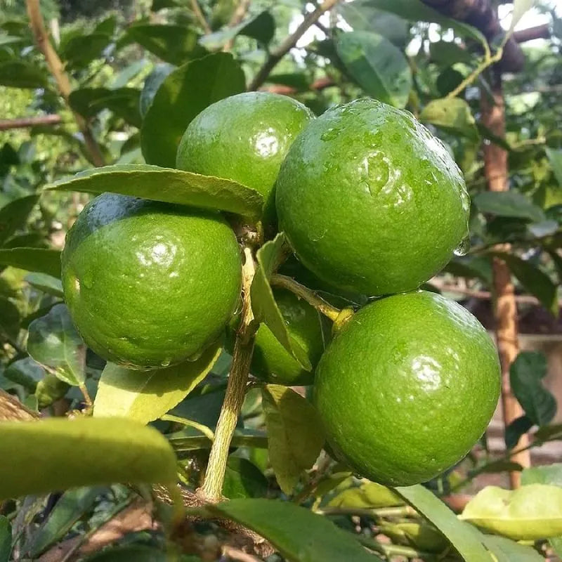 Thai Lime Plant Live Nimbu Tree Kagzi Lemon Citrus Limon Fruit Plant
