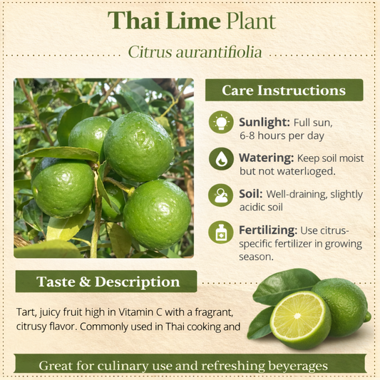Thai Lime Plant Live Nimbu Tree Kagzi Lemon Citrus Limon Fruit Plant