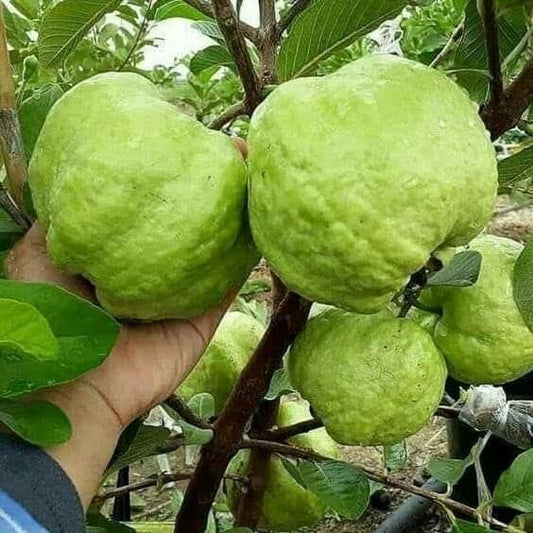 Thai Seedless Guava Air Layered Healthy Fruit Plant