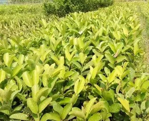 Chittidar Guava Hybrid Air Layered Plant