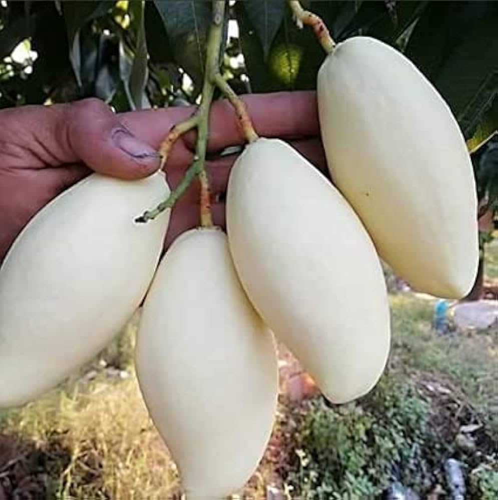 Thailand White Mango Aam Grafted Healthy Fruit Plant