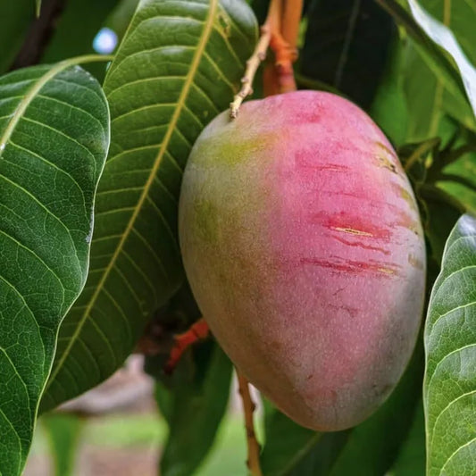 Tommy Atkins Mango Aam Grafted Healthy Fruit Plant