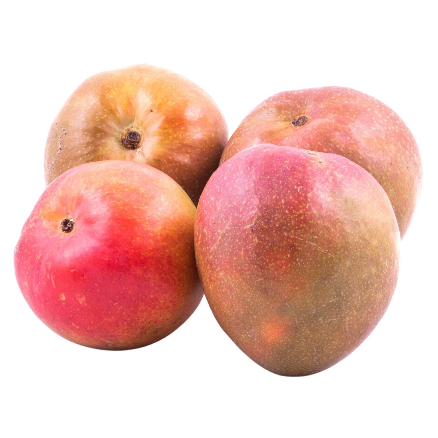 Torbert Mango Aam Grafted Healthy Fruit Plant