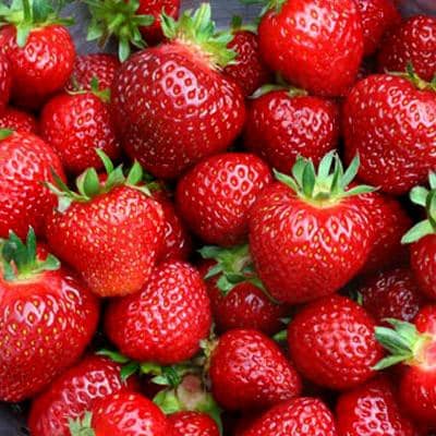 Tristar Strawberry Healthy Sweet Home Garden Kitchen Garden Terrace Balcony Fruit Plant