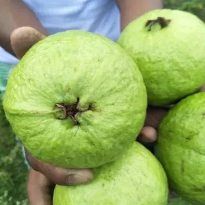 Tropic Sun Guava Air Layered Healthy Fruit Plant