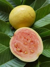 Tunisian Pink Guava Air Layered Healthy Fruit Plant