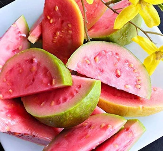 Turkey Pink Guava Air Layered Healthy Fruit Plant