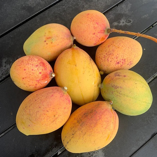 Turpentine Mango Aam Grafted Healthy Fruit Plant