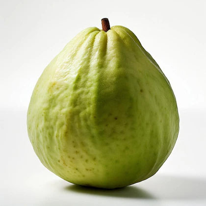 Tuxpan White Guava Air Layered Healthy Fruit Plant