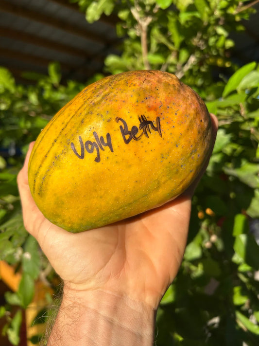Ugly Betty Mango Aam Grafted Healthy Fruit Plant