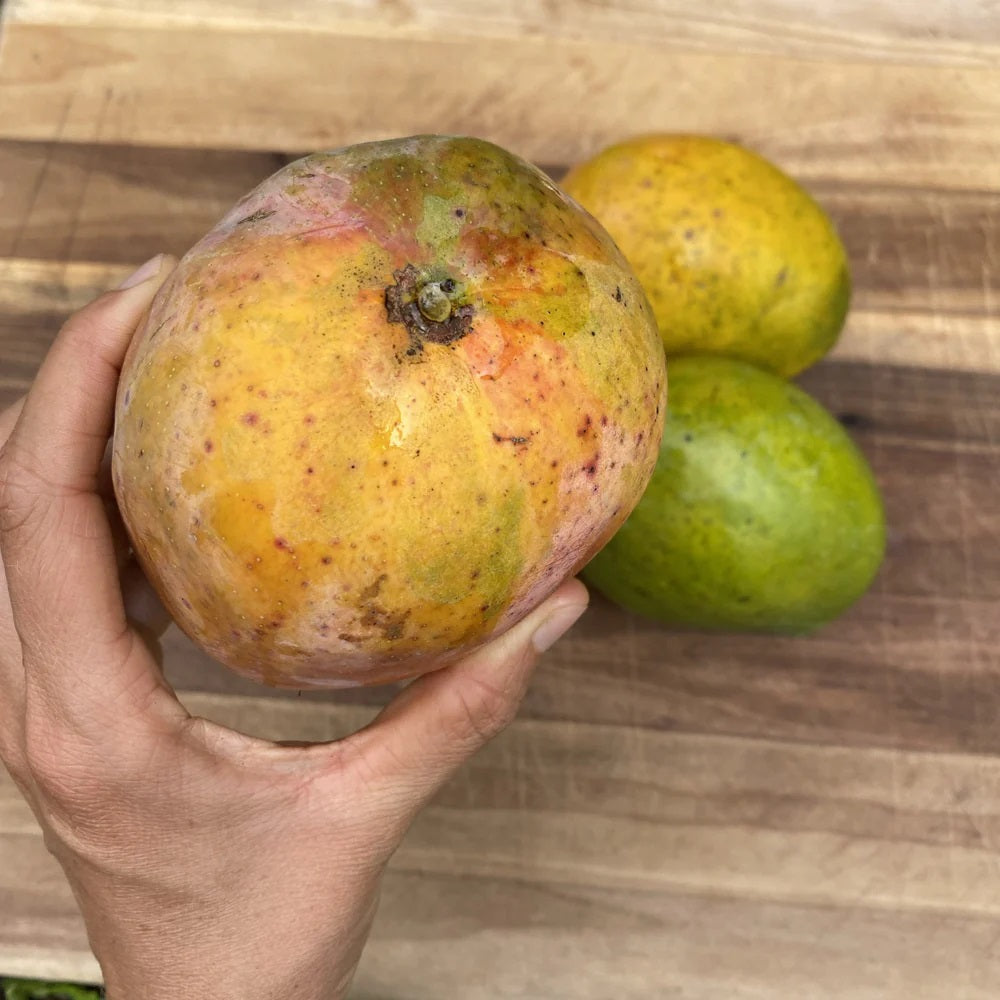 Ugly Betty Mango Aam Grafted Healthy Fruit Plant