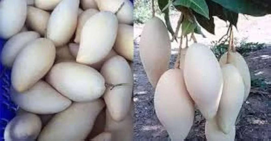 White Mango Grafted Hybrid Plant