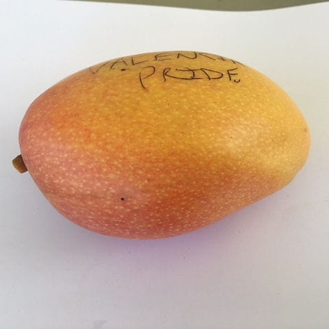 Valencia Pride Mango Aam Grafted Healthy Fruit Plant