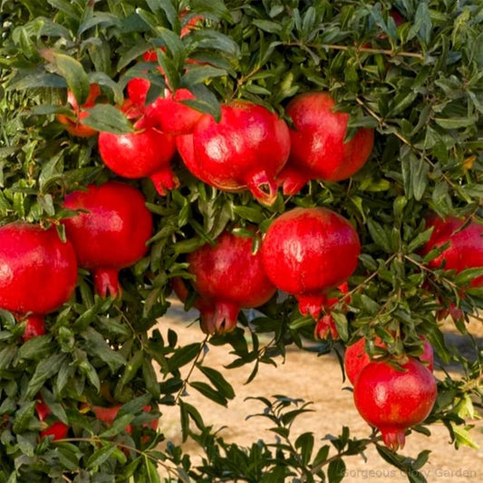 Valenciana Pomegranate Grafted Fruit Plant – High Yielding Sweet Juicy Anar Tree Variety