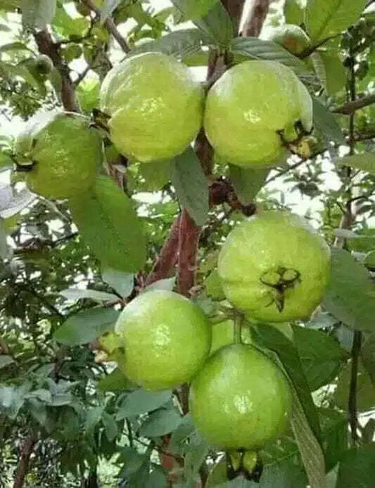 Valinhos Guava Air Layered Healthy Fruit Plant