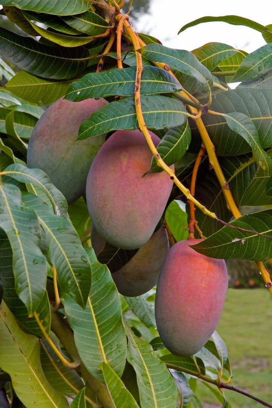 Vallenato Mango Aam Grafted Healthy Fruit Plant