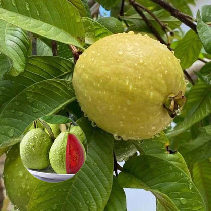 Venezuelan Pink Guava Air Layered Healthy Fruit Plant