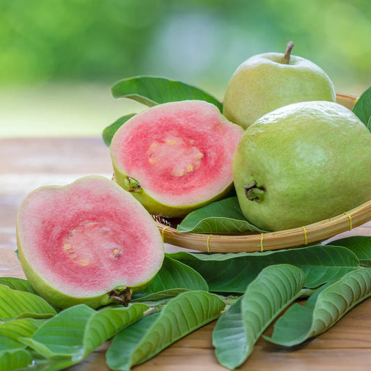 Verde Claro Guava Air Layered Healthy Fruit Plant