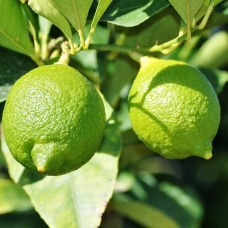 Vikram Acid Lime Plant Live Nimbu Tree Kagzi Lemon Citrus Limon Fruit Plant