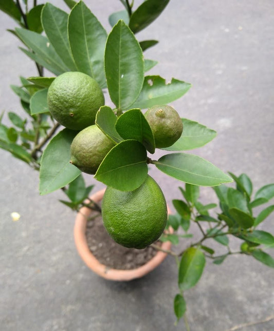 Vikram Acid Lime Plant Live Nimbu Tree Kagzi Lemon Citrus Limon Fruit Plant