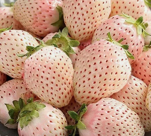 White Carolina Strawberry Healthy Sweet Home Garden Kitchen Garden Terrace Balcony Fruit Plant