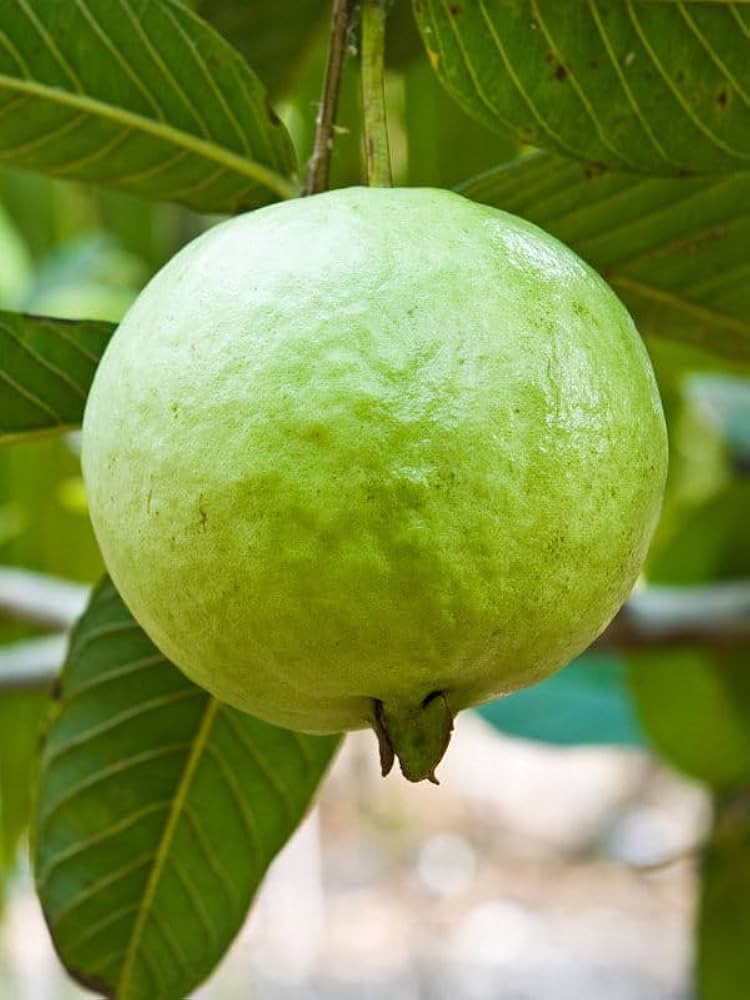 White Indian Guava Air Layered Healthy Fruit Plant