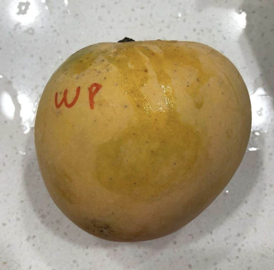 White Piri Mango Aam Grafted Healthy Fruit Plant