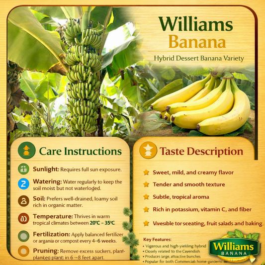 Williams Banana Healthy Sweet Tissue Cultured Fruit Plant
