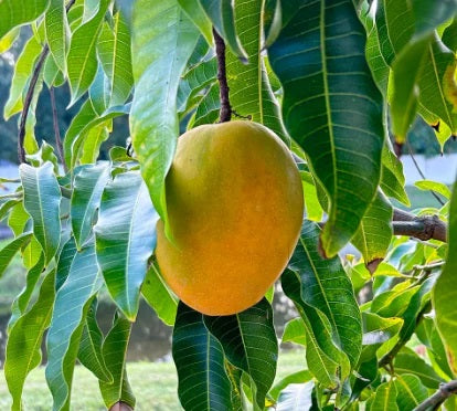 Young Mango Aam Grafted Healthy Fruit Plant