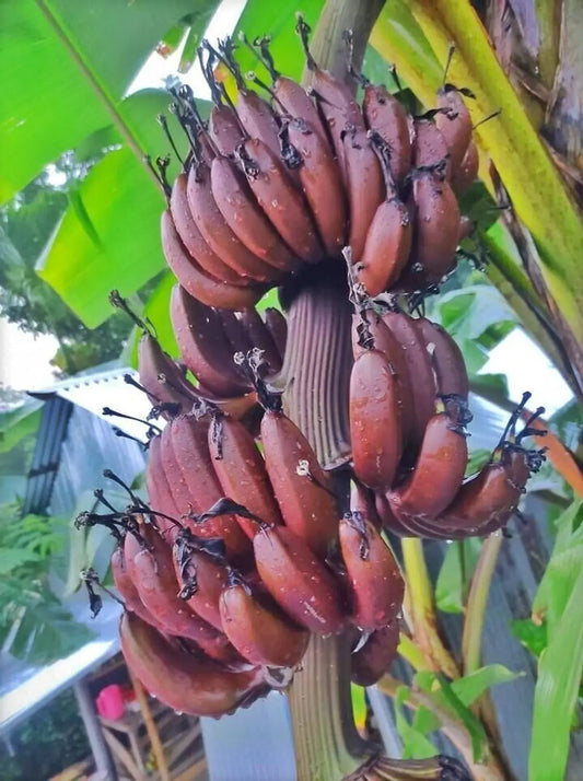 Zebrina Banana Healthy Sweet Tissue Cultured Fruit Plant