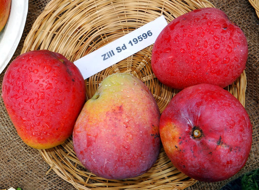 Zill Mango Aam Grafted Healthy Fruit Plant