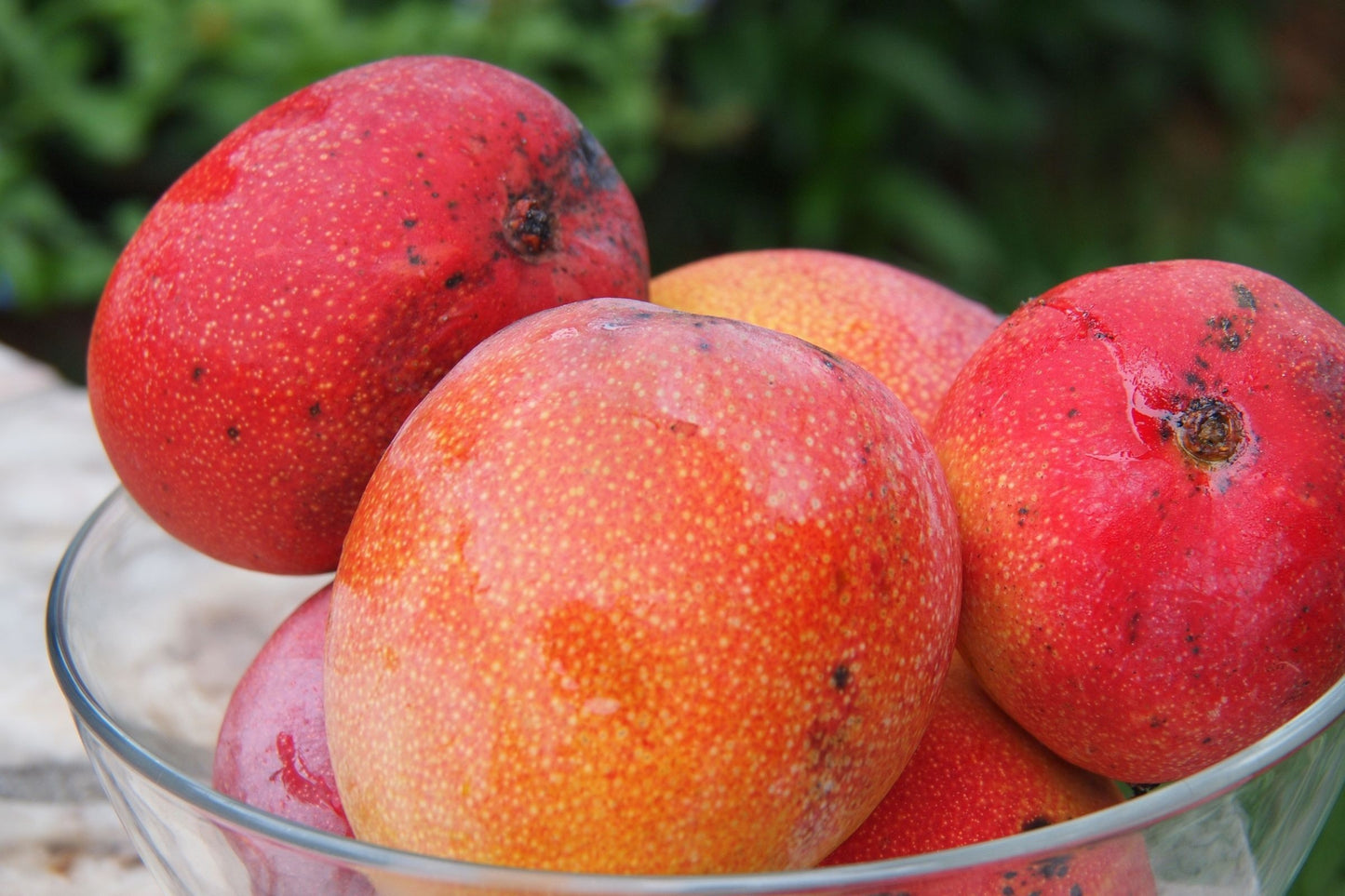 Zill Mango Aam Grafted Healthy Fruit Plant