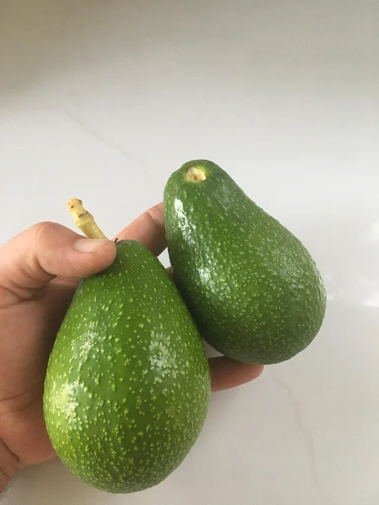 Zutano Avocado Grafted Healthy Fruit Plant