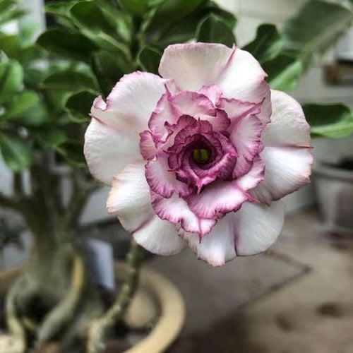 Adenium Obesum Desert Rose Grafted Flowers Plant (pack of 4)