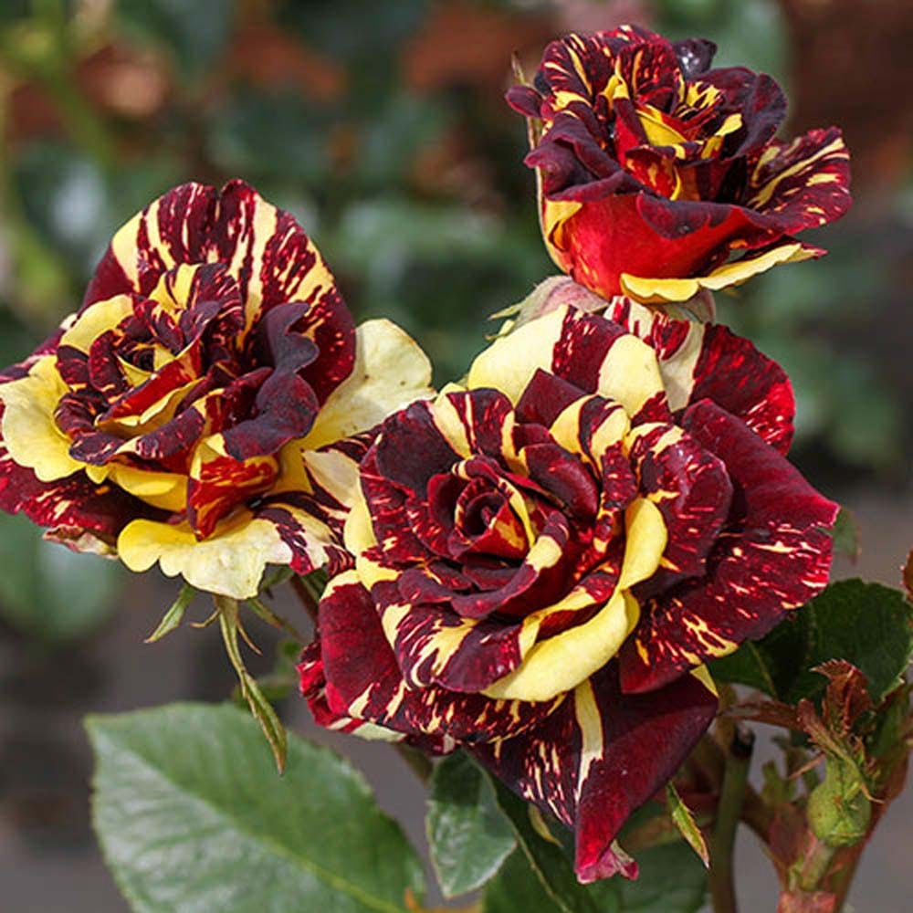 Deep Red Crimson Rose Fragrant Flower Plant