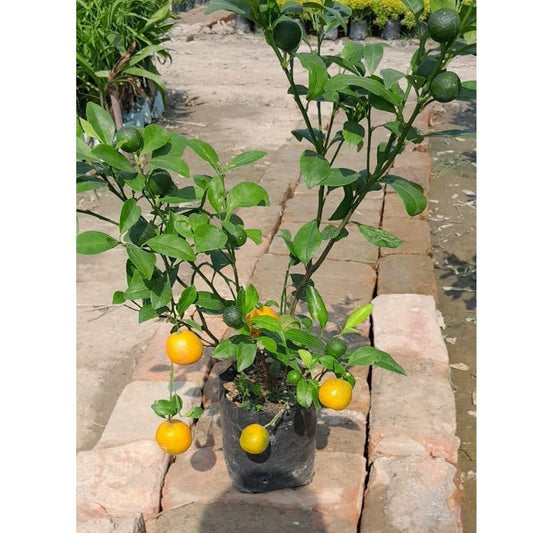 China Orange Santra Grafted Fruit Plant