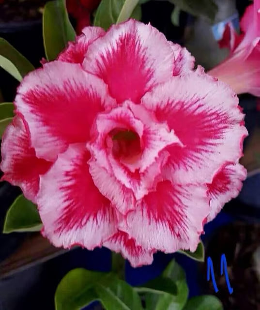 Adenium Obesum Desert Rose Grafted Flowers Plant (pack of 4)