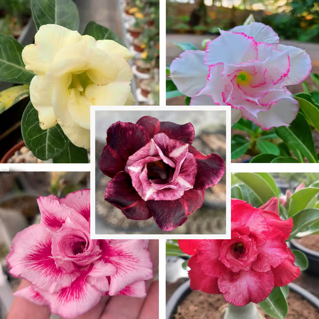 Adenium Obesum Desert Rose Grafted Flowers Plant (pack of 5)
