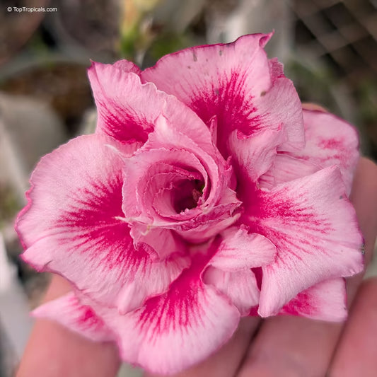 Adenium Obesum Desert Rose Grafted Flowers Plant (pack of 5)